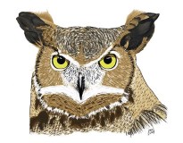 owl